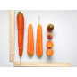 Семена моркови Болеро F1 АГРОФИРМА ПАРТНЕР 0,5 г (4600707501280) - Фото 2